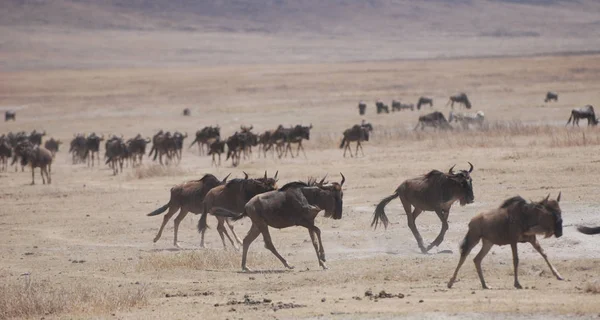 Animali Selvatici Animali Selvatici Fauna Naturale — Foto Stock