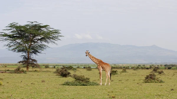 Girafa Cenário Africano — Fotografia de Stock