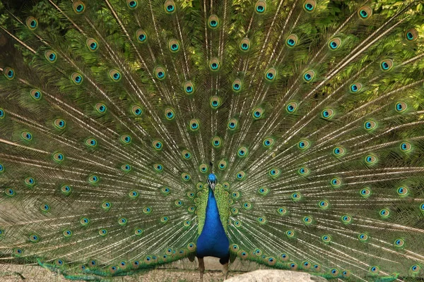 Schilderachtig Uitzicht Pauw Vogel Het Wild Leven — Stockfoto