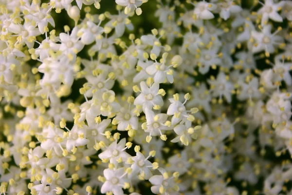 Beautiful Flowers Floral Concept Background — Stock Photo, Image