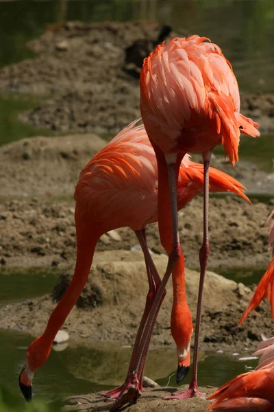 Schilderachtig Uitzicht Prachtige Flamingo Vogel Natuur — Stockfoto