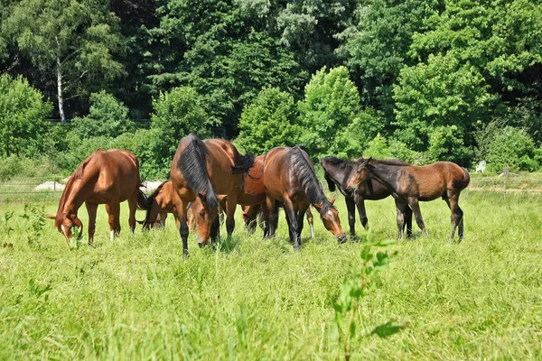 Cavalos Livre Durante Dia — Fotografia de Stock