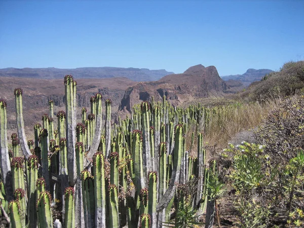 Vulkaniska Landskap Med Kaktusar — Stockfoto