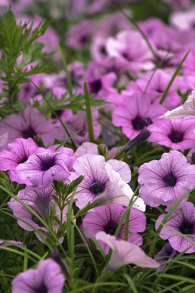 Schöne Blumen Florales Konzept Natur Hintergrund — Stockfoto