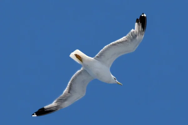 Vacker Utsikt Över Vacker Fågel Naturen — Stockfoto