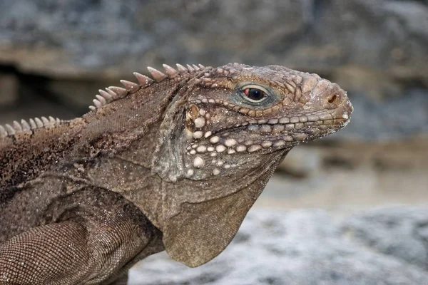 Animale Esotico Della Fauna Selvatica Lucertola Rettile — Foto Stock