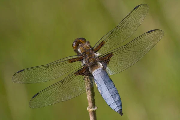 Close Macro View Van Libelle Insect — Stockfoto