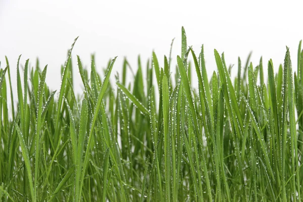 Grama Fresca Verde Campo — Fotografia de Stock