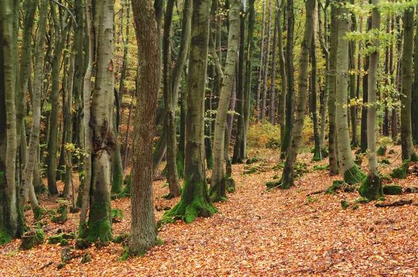 Las Bukowy Jesienią — Zdjęcie stockowe