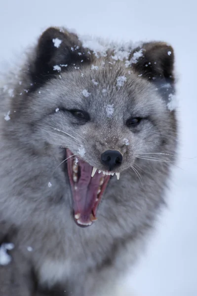 White Cute Fluffy Arctic Fox — Stock Photo, Image