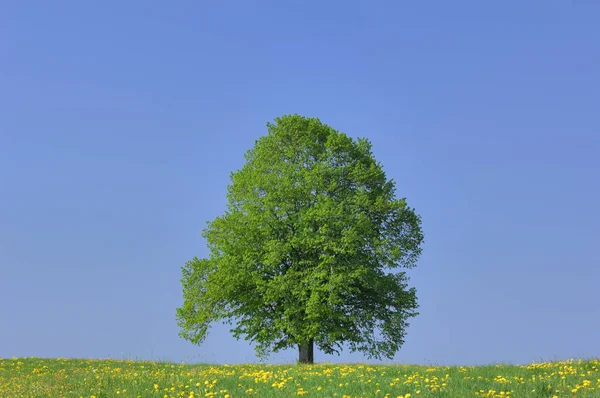 Bayern Den Största Tyska Staten Landareal Och Omfattar Ungefär Femtedel — Stockfoto