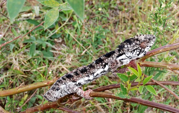 Animal Camaleón Reptil Lagarto Tropical — Foto de Stock