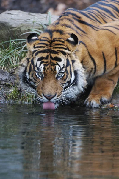 Ragadozó Vadmacska Csíkos Tigris Állat — Stock Fotó