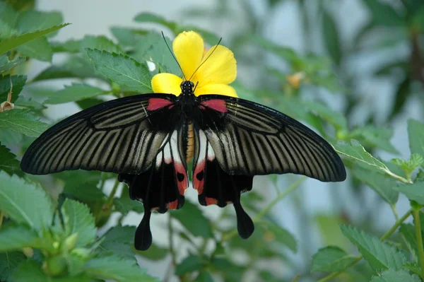 Vue Rapprochée Beau Papillon Coloré — Photo