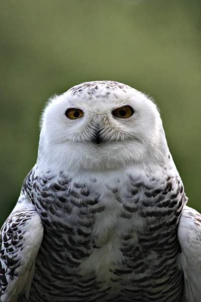 Oiseau Des Neiges Plumes Oiseau Blanc — Photo