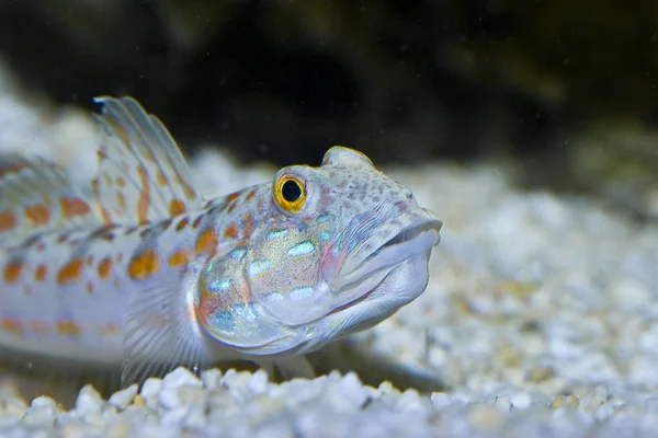 Meereslebewesen Mit Fischen Unter Wasser — Stockfoto