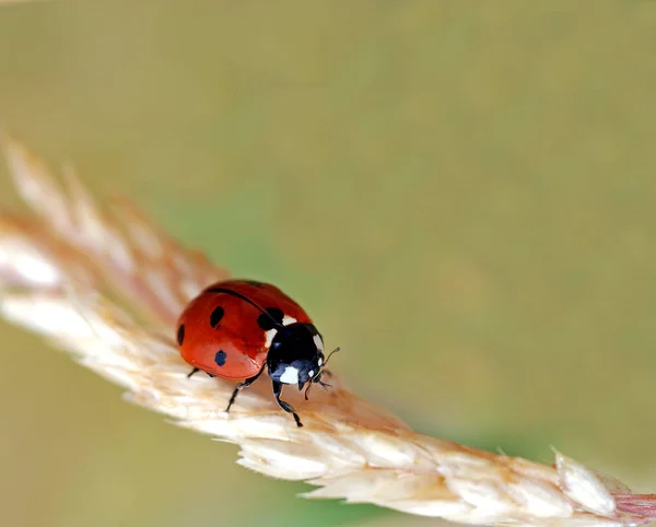 Closeup View Cute Ladybug Insect — Stock Photo, Image