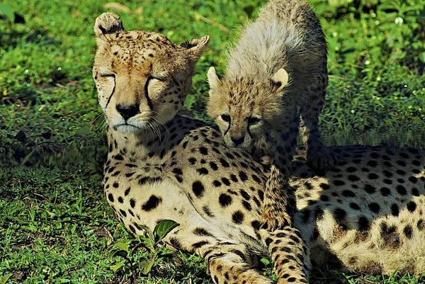Λεοπάρδαλη Αρπακτικό Ζώο Μεγάλη Γάτα — Φωτογραφία Αρχείου