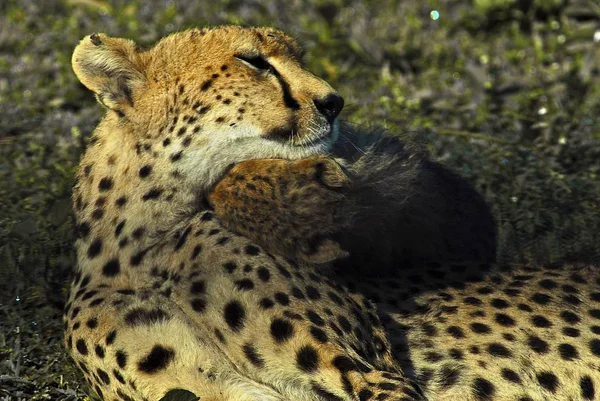 Guepardo Africano Manchado Depredador Gato Grande — Foto de Stock