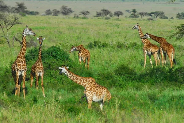 Herbívoro Jirafas Animales Sabana — Foto de Stock