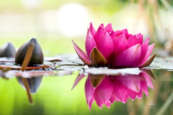 水百合花瓣 水生植物 — 图库照片