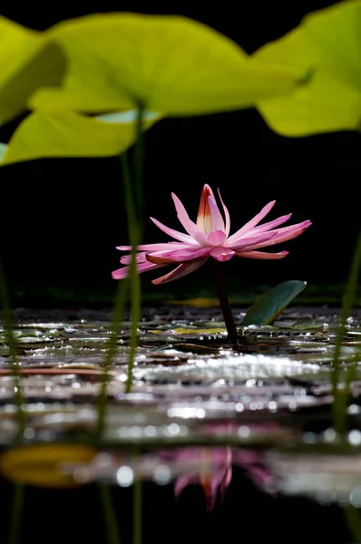Lily Flor Lótus Lagoa Flora — Fotografia de Stock