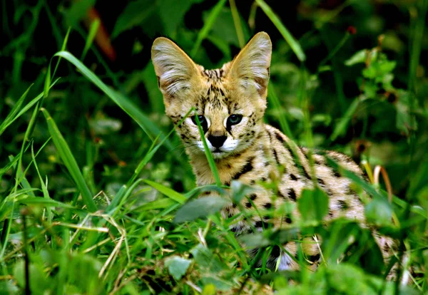 Serval Άγρια Γάτα Τελείες — Φωτογραφία Αρχείου