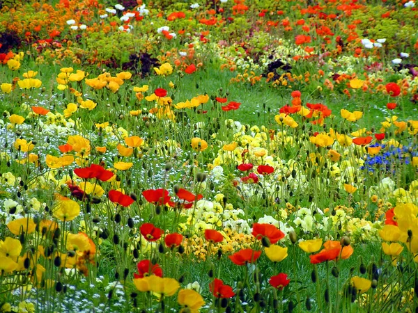 Close Beautiful Flower Meadow — Stock Photo, Image