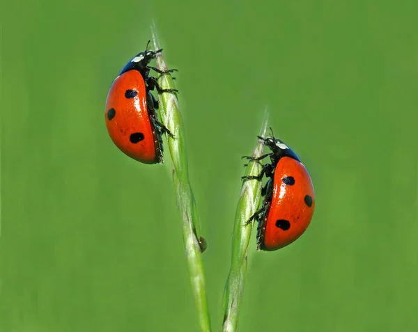 Primo Piano Vista Carino Coccinella Insetto — Foto Stock