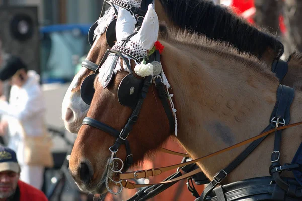 Carruagem Puxada Cavalo Fasnacht Basel — Fotografia de Stock