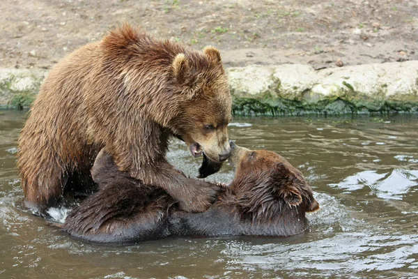 Animali Diversi Attenzione Selettiva — Foto Stock