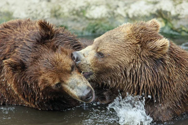 Dois Ursos Rio Brooks Parque Nacional Katmai — Fotografia de Stock