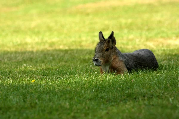 Söta Känguru Djur Australiska Däggdjur — Stockfoto