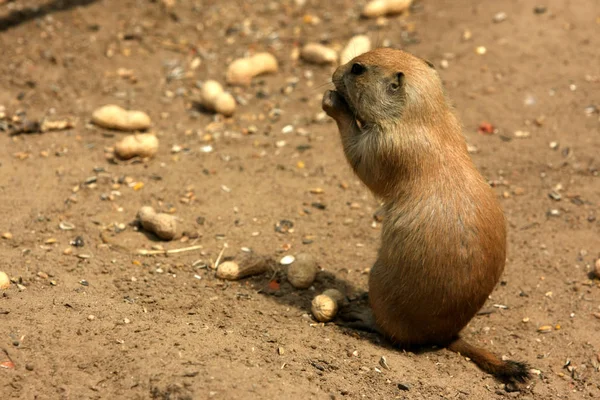 Gemalen Eekhoorn Marmotini Knaagdier — Stockfoto