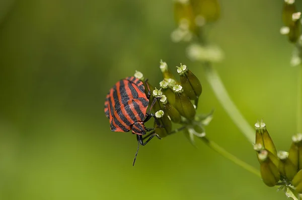 Close Bug Natureza Selvagem — Fotografia de Stock