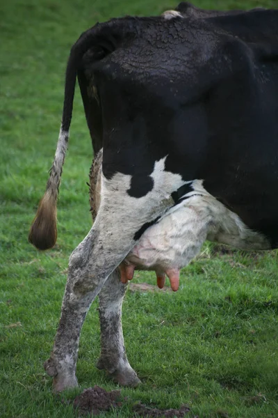 田野里一头又大又漂亮的小母牛 — 图库照片