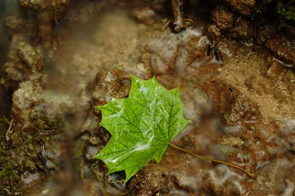 Närbild Insekter Naturen — Stockfoto