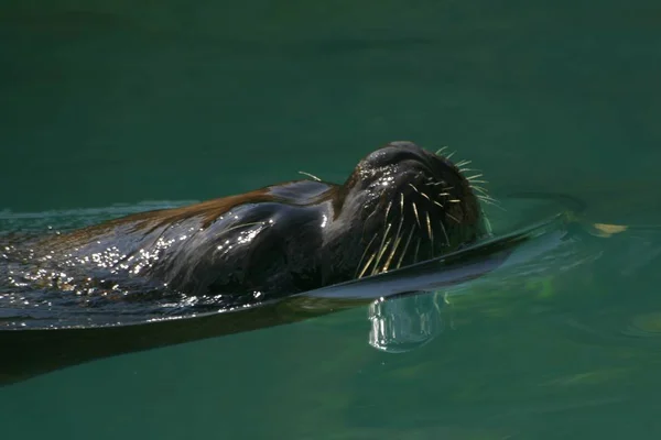 Primer Plano Los Animales Zoológico — Foto de Stock