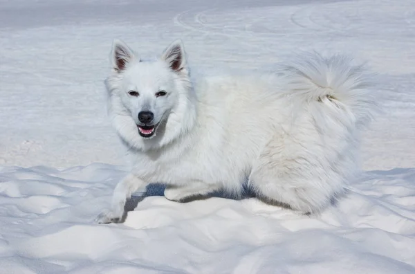 Beyaz Kumda Beyaz Köpek — Stok fotoğraf