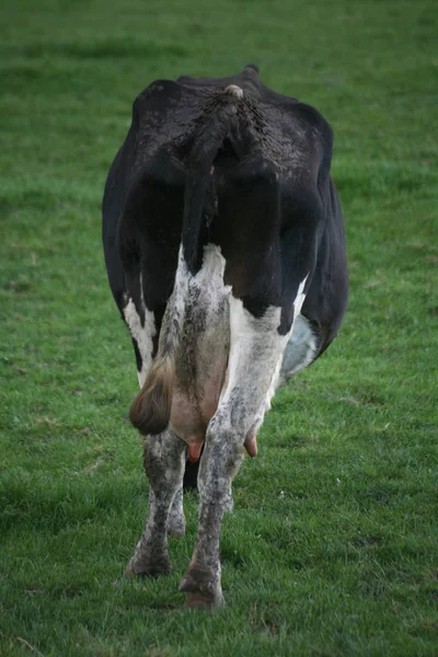 フィールドでの若い黒と白の牛の放牧 — ストック写真