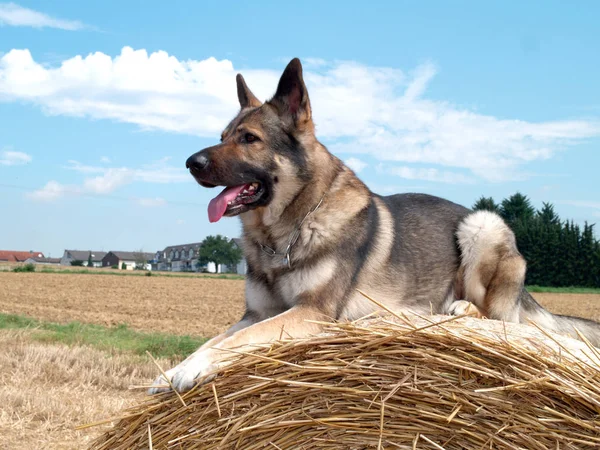 Duitse Herder Hond Dier Huisdier — Stockfoto