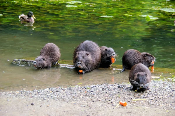 Nutria Animal Mammifère Rongeur — Photo