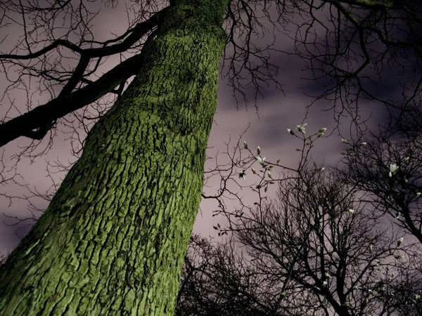 Schöne Aussicht Auf Die Natur — Stockfoto