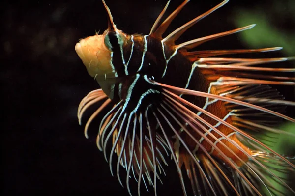 海洋生物 水中的海狮鱼 水生动物 — 图库照片