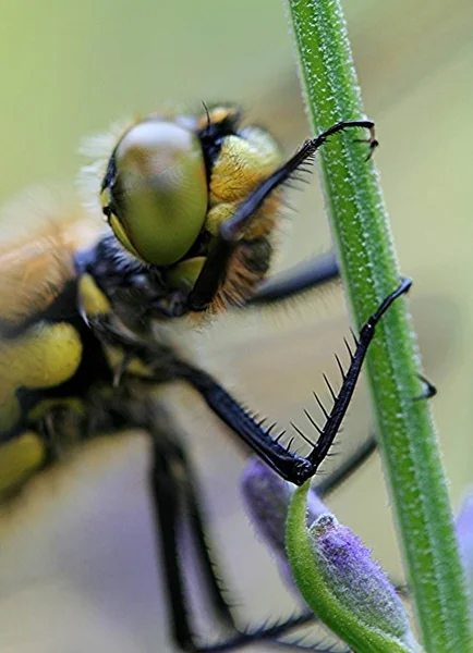 Vista Macro Primer Plano Del Insecto Libélula — Foto de Stock