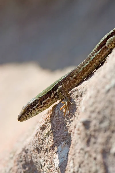 Lagarto Parede Rocha — Fotografia de Stock