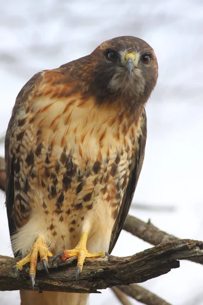 Краснохвостый Ястреб Buteo Jamaicensis — стоковое фото