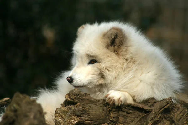 White Cute Fluffy Arctic Fox — Stock Photo, Image