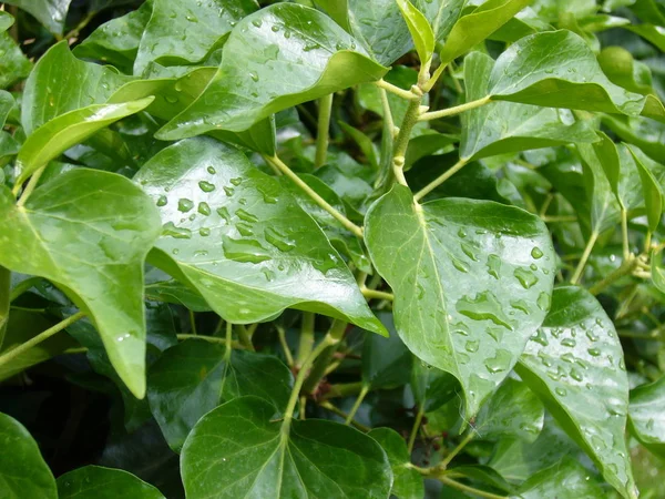 Murgröna Klätterväxt Flora Bladverk — Stockfoto