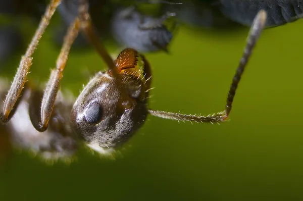 Mravenec Péči Mšice — Stock fotografie
